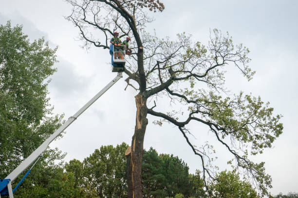 How Our Tree Care Process Works  in  Wheatley Heights, NY
