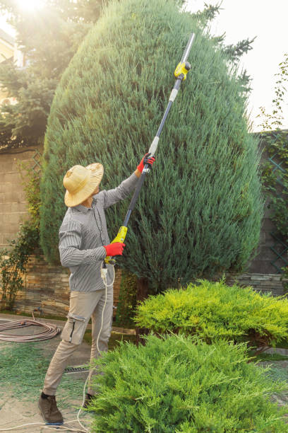 Best Root Management and Removal  in Wheatley Heights, NY