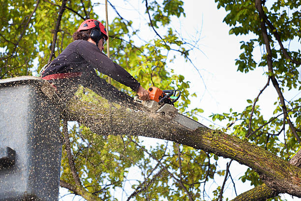 Best Organic Lawn Care Solutions  in Wheatley Heights, NY